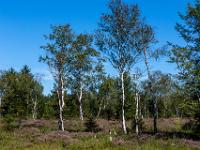 Landschaft im Moor mit Birken und blühender Besenheide